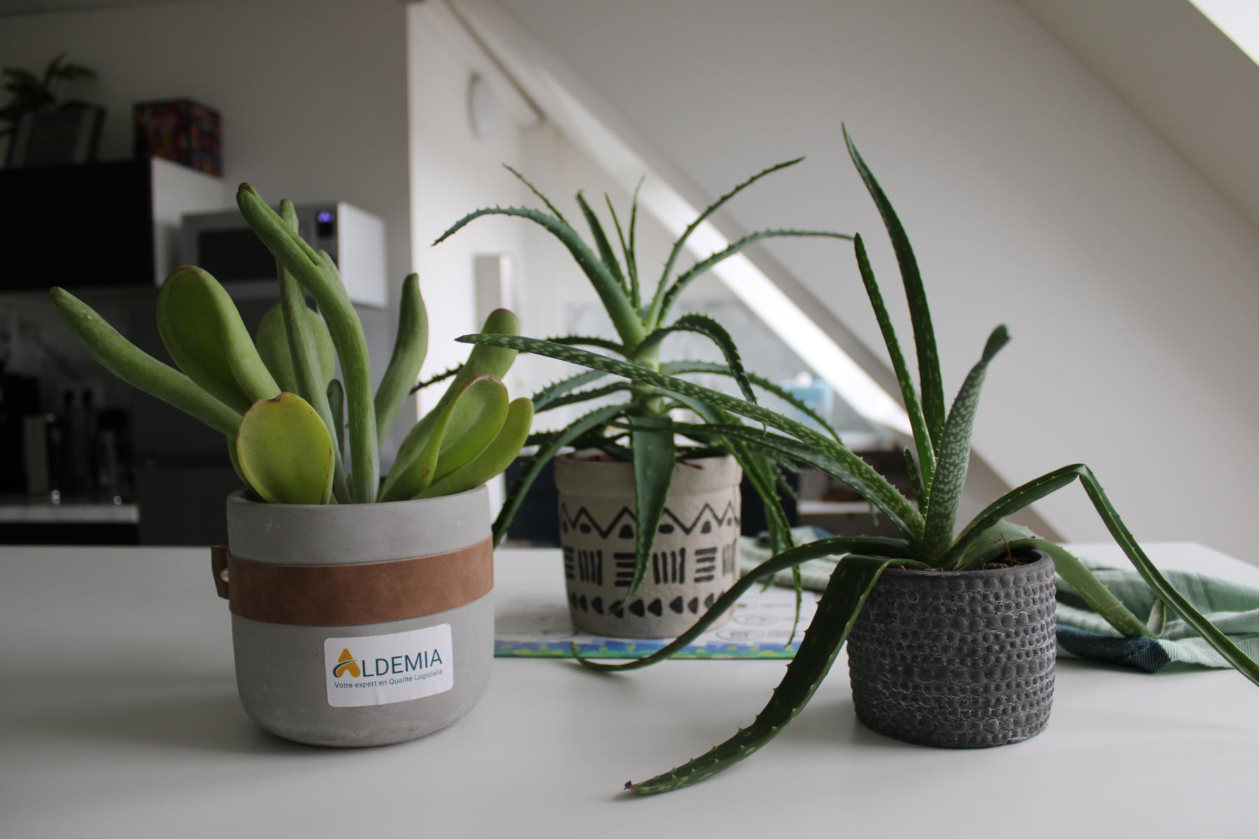 Les espaces d'Aldemia ont été conçus pour accueillir tout type de public donc des PSH.